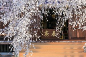 行福寺、しだれ桜、3月春の花、愛知県豊田市の観光・撮影スポットの画像と写真