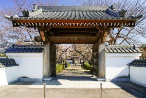 行福寺、しだれ桜、3月春の花、愛知県豊田市の観光・撮影スポットの画像と写真