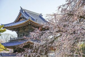 行福寺、しだれ桜、3月春の花、愛知県豊田市の観光・撮影スポットの画像と写真
