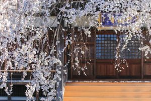 行福寺、しだれ桜、3月春の花、愛知県豊田市の観光・撮影スポットの画像と写真