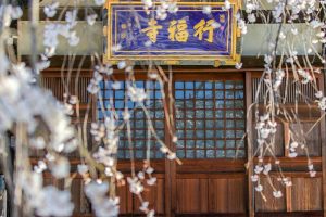 行福寺、しだれ桜、3月春の花、愛知県豊田市の観光・撮影スポットの画像と写真