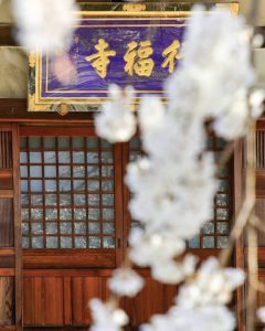 行福寺、しだれ桜、3月春の花、愛知県豊田市の観光・撮影スポットの画像と写真