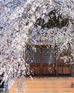 行福寺、しだれ桜、3月春の花、愛知県豊田市の観光・撮影スポットの画像と写真