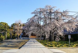 行福寺、しだれ桜、3月春の花、愛知県豊田市の観光・撮影スポットの画像と写真