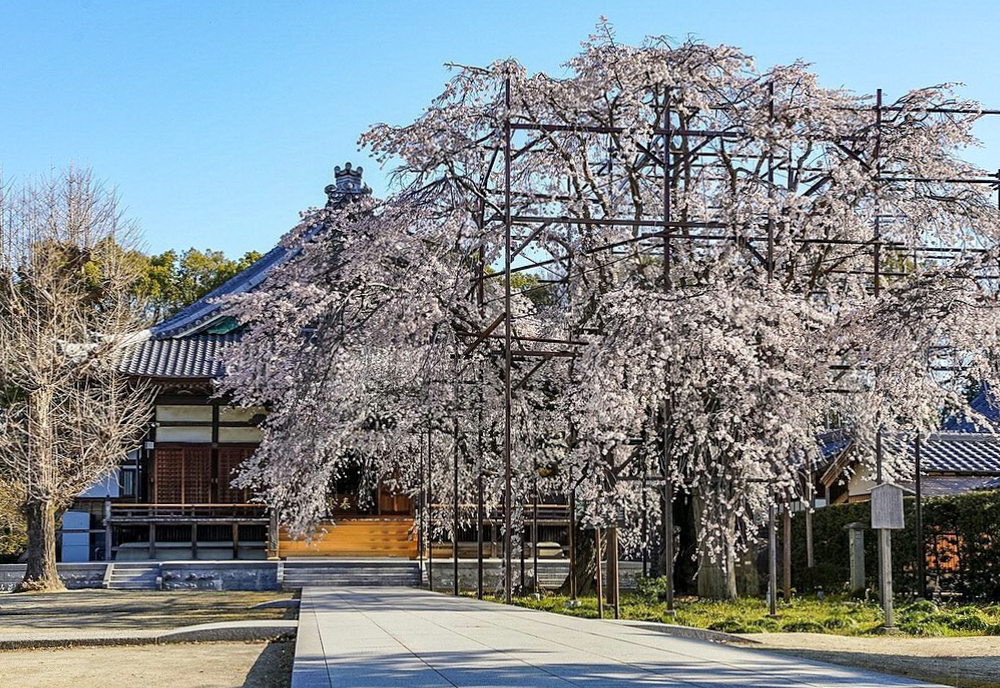 行福寺、しだれ桜、3月春の花、愛知県豊田市の観光・撮影スポットの画像と写真