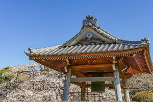 行福寺、しだれ桜、3月春の花、愛知県豊田市の観光・撮影スポットの画像と写真