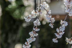 行福寺、しだれ桜、3月春の花、愛知県豊田市の観光・撮影スポットの画像と写真