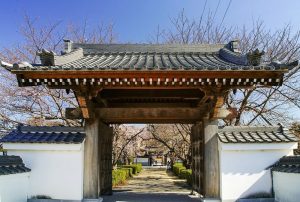 行福寺、しだれ桜、3月春の花、愛知県豊田市の観光・撮影スポットの画像と写真