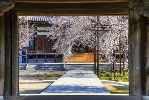 行福寺、しだれ桜、3月春の花、愛知県豊田市の観光・撮影スポットの画像と写真