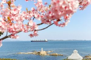 聖崎公園、河津桜、2月春の花、愛知県知多郡の観光・撮影スポットの画像と写真