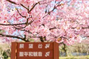聖崎公園、河津桜、2月春の花、愛知県知多郡の観光・撮影スポットの画像と写真