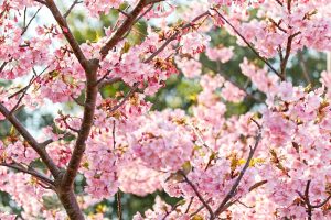 聖崎公園、河津桜、2月春の花、愛知県知多郡の観光・撮影スポットの画像と写真