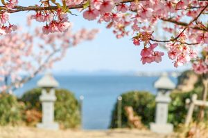 聖崎公園、河津桜、2月春の花、愛知県知多郡の観光・撮影スポットの画像と写真聖崎公園、河津桜、2月春の花、愛知県知多郡の観光・撮影スポットの画像と写真