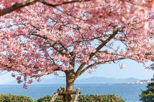聖崎公園、河津桜、2月春の花、愛知県知多郡の観光・撮影スポットの画像と写真聖崎公園、河津桜、2月春の花、愛知県知多郡の観光・撮影スポットの画像と写真