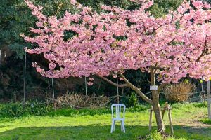 聖崎公園、河津桜、2月春の花、愛知県知多郡の観光・撮影スポットの画像と写真