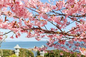 聖崎公園、河津桜、2月春の花、愛知県知多郡の観光・撮影スポットの画像と写真