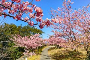 聖崎公園、河津桜、2月春の花、愛知県知多郡の観光・撮影スポットの画像と写真
