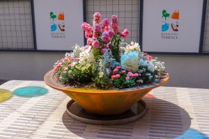 星が丘テラス、春の花、 3月春、名古屋市千種区の観光・撮影スポットの画像と写真