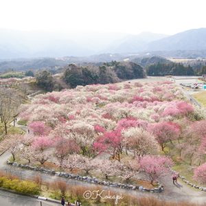 いなべ市農業公園、梅林公園、3月の春の花、三重県いなべ市の観光・撮影スポットの画像と写真