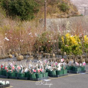 いなべ市農業公園、梅林公園、3月の春の花、三重県いなべ市の観光・撮影スポットの画像と写真