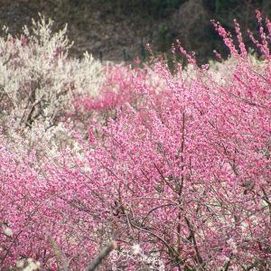 いなべ市農業公園、梅林公園、3月の春の花、三重県いなべ市の観光・撮影スポットの画像と写真