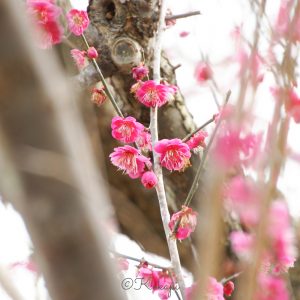 いなべ市農業公園、梅林公園、3月の春の花、三重県いなべ市の観光・撮影スポットの画像と写真