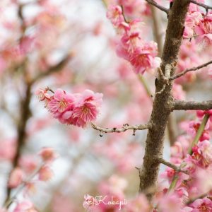 いなべ市農業公園、梅林公園、3月の春の花、三重県いなべ市の観光・撮影スポットの画像と写真