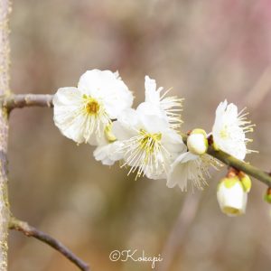いなべ市農業公園、梅林公園、3月の春の花、三重県いなべ市の観光・撮影スポットの画像と写真