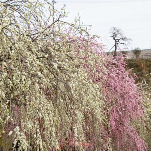 いなべ市農業公園、梅林公園、3月の春の花、三重県いなべ市の観光・撮影スポットの画像と写真
