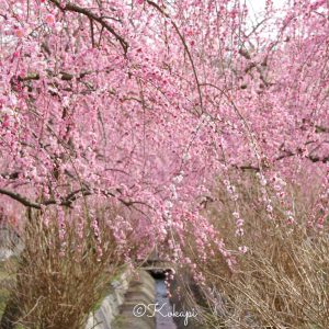 いなべ市農業公園、梅林公園、3月の春の花、三重県いなべ市の観光・撮影スポットの画像と写真