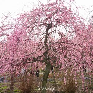 いなべ市農業公園、梅林公園、3月の春の花、三重県いなべ市の観光・撮影スポットの画像と写真