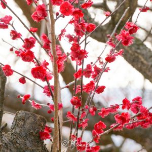 いなべ市農業公園、梅林公園、3月の春の花、三重県いなべ市の観光・撮影スポットの画像と写真