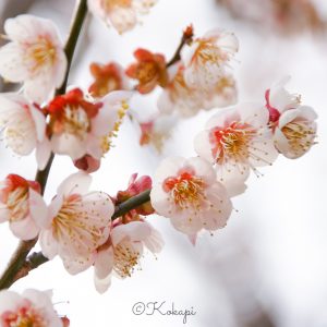 いなべ市農業公園、梅林公園、3月の春の花、三重県いなべ市の観光・撮影スポットの画像と写真