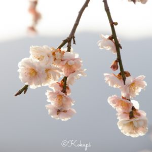 いなべ市農業公園、梅林公園、3月の春の花、三重県いなべ市の観光・撮影スポットの画像と写真いなべ市農業公園、梅林公園、3月の春の花、三重県いなべ市の観光・撮影スポットの画像と写真