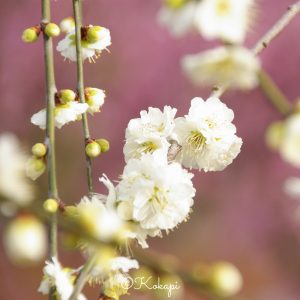 いなべ市農業公園、梅林公園、3月の春の花、三重県いなべ市の観光・撮影スポットの画像と写真いなべ市農業公園、梅林公園、3月の春の花、三重県いなべ市の観光・撮影スポットの画像と写真