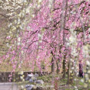 いなべ市農業公園、梅林公園、3月の春の花、三重県いなべ市の観光・撮影スポットの画像と写真
