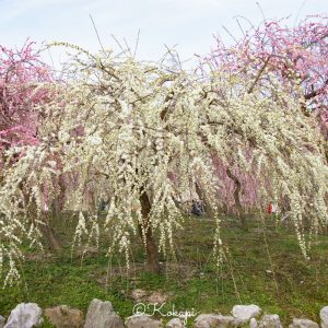 いなべ市農業公園、梅林公園、3月の春の花、三重県いなべ市の観光・撮影スポットの画像と写真