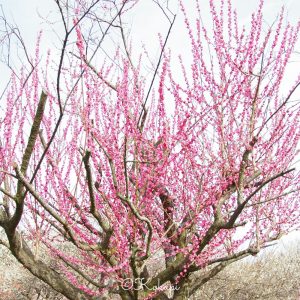 いなべ市農業公園、梅林公園、3月の春の花、三重県いなべ市の観光・撮影スポットの画像と写真