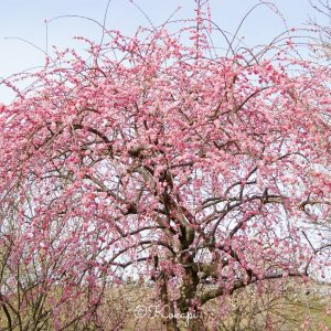 いなべ市農業公園、梅林公園、3月の春の花、三重県いなべ市の観光・撮影スポットの画像と写真