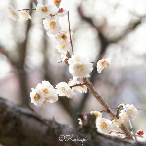 いなべ市農業公園、梅林公園、3月の春の花、三重県いなべ市の観光・撮影スポットの画像と写真