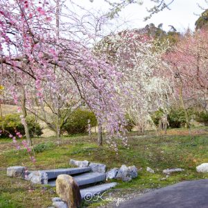 いなべ市農業公園、梅林公園、3月の春の花、三重県いなべ市の観光・撮影スポットの画像と写真