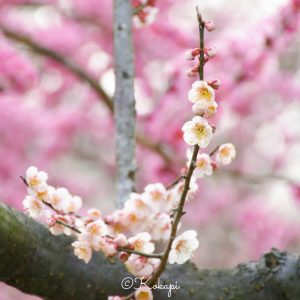 いなべ市農業公園、梅林公園、3月の春の花、三重県いなべ市の観光・撮影スポットの画像と写真