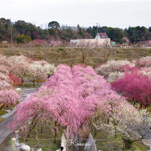 いなべ市農業公園、梅林公園、3月の春の花、三重県いなべ市の観光・撮影スポットの画像と写真