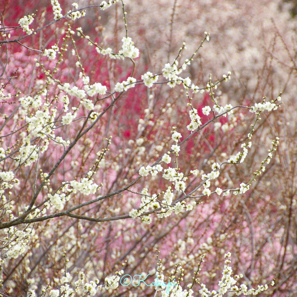 いなべ市農業公園、梅林公園、3月の春の花、三重県いなべ市の観光・撮影スポットの画像と写真