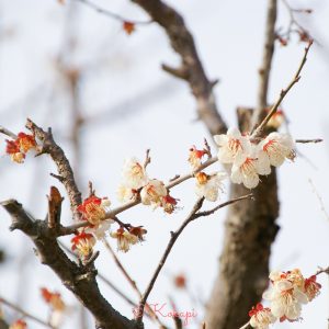 いなべ市農業公園、梅林公園、3月の春の花、三重県いなべ市の観光・撮影スポットの画像と写真