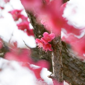 いなべ市農業公園、梅林公園、3月の春の花、三重県いなべ市の観光・撮影スポットの画像と写真