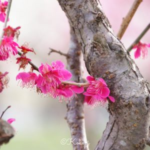 いなべ市農業公園、梅林公園、3月の春の花、三重県いなべ市の観光・撮影スポットの画像と写真