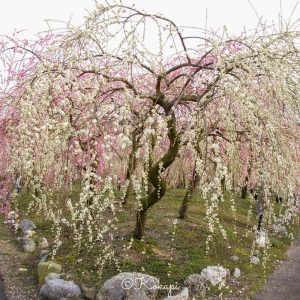 いなべ市農業公園、梅林公園、3月の春の花、三重県いなべ市の観光・撮影スポットの画像と写真