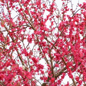 いなべ市農業公園、梅林公園、3月の春の花、三重県いなべ市の観光・撮影スポットの画像と写真