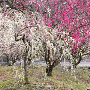 いなべ市農業公園、梅林公園、3月の春の花、三重県いなべ市の観光・撮影スポットの画像と写真